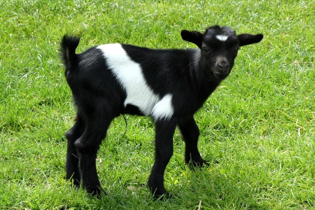De droom van wonen in een huis met een geitje op de dijk